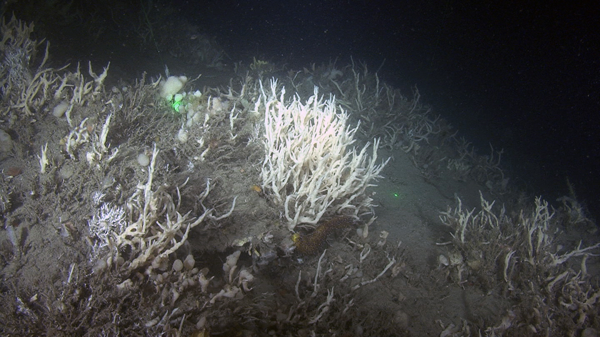 Cañón de Creus © CSIC