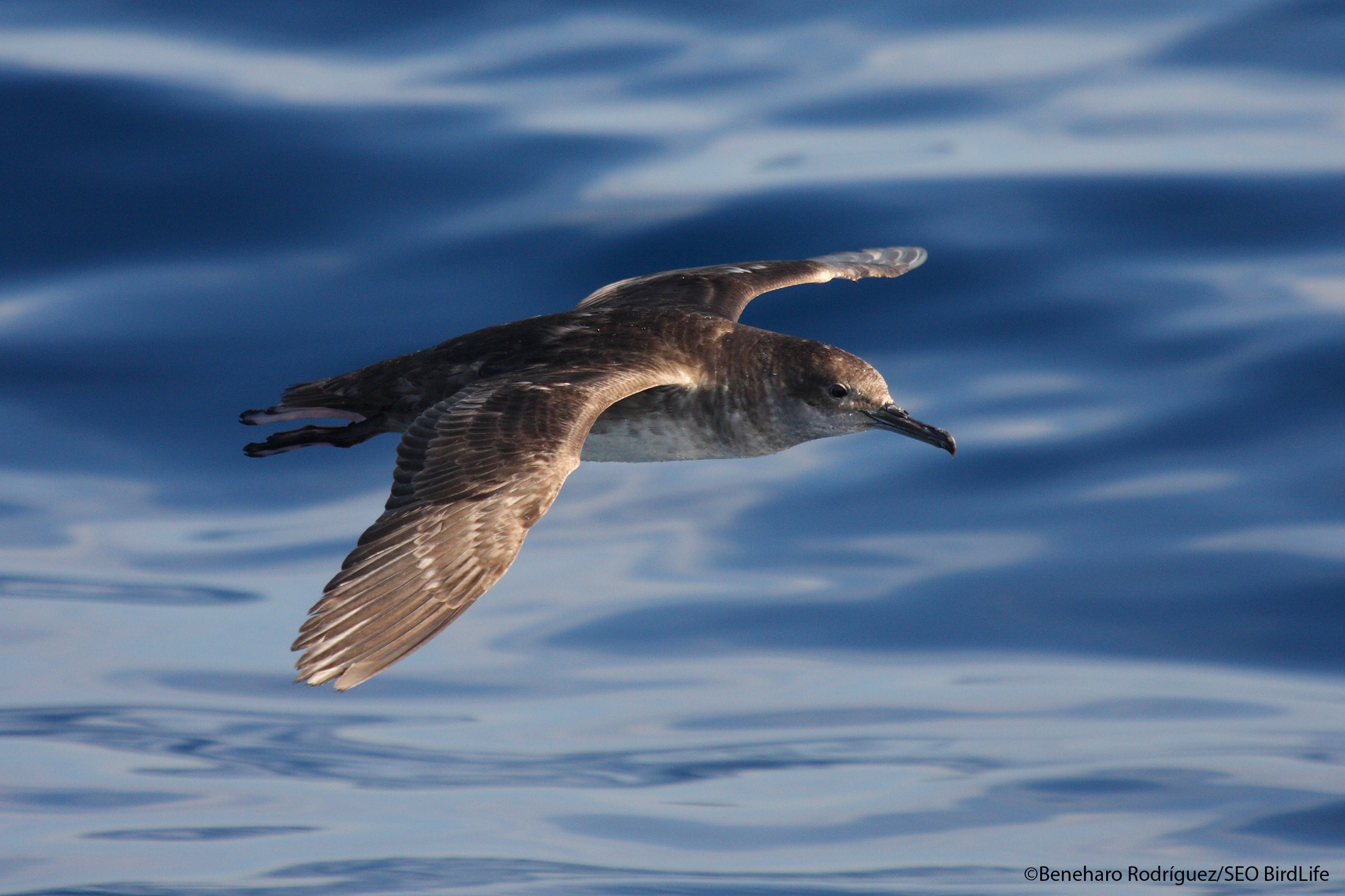 Pardela Balear (C) Beneharo Rodriguez