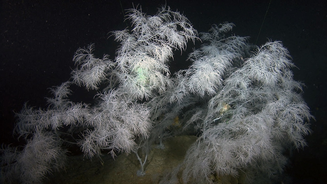 Antipathella subpinnata © CSIC