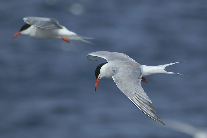 Charrán comun © SEO/BirdLife - Beneharo Rodriguez