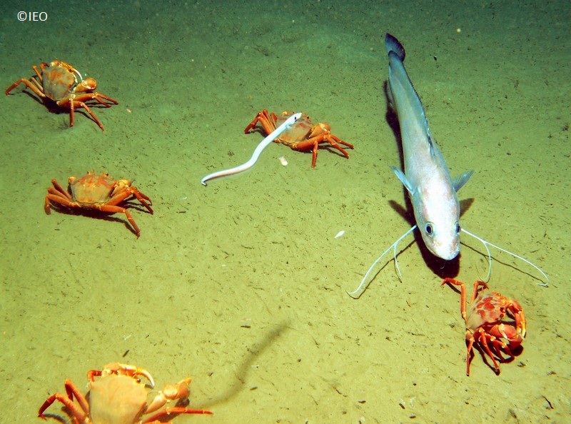 Fondos de arenas fangosas situados a 760 m del fondo de un cañón submarino con presencia del cangrejo Geryon trispinosus y locha (Phycis blennoides) © IEO