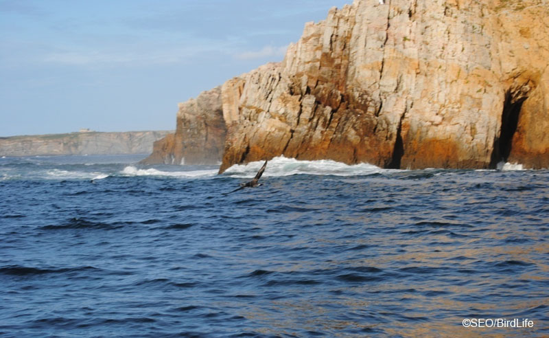 Cañón de Avilés ©SEO/BirdLife