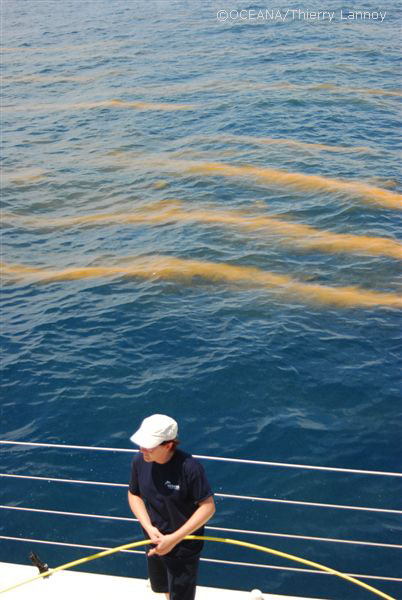 ©OCEANA/Thierry Lannoy