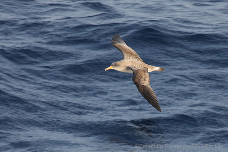 Pardela Cenicienta/Copry's Shearwater (Calonectris diomedea) ©Beneharo Rodriguéz/SEO BirdLife