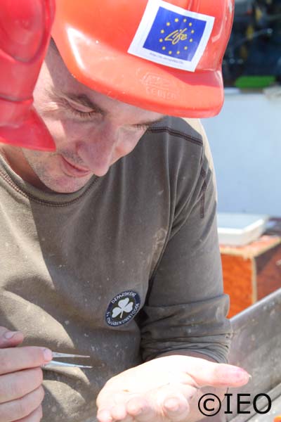 El Dr. Rueda ha separado un ejemplar de alguna especie interesante y discute con sus colegas las características taxonómicas que las diferencias de otras con rasgos similares ©IEO