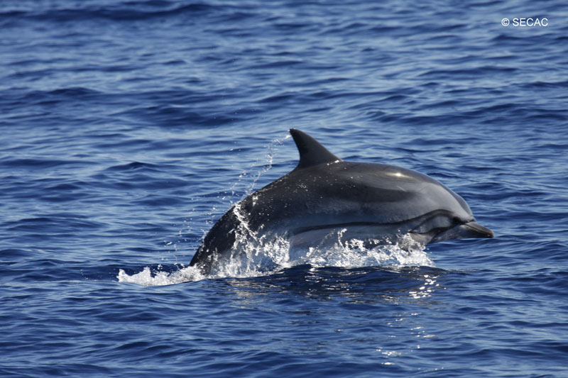 Delfín listado (Stenella coeruleoalba) ©SECAC