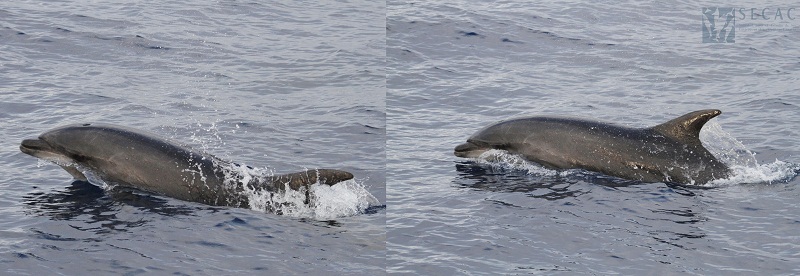 Delfines mulares (Tursiops truncatus) ©SECAC