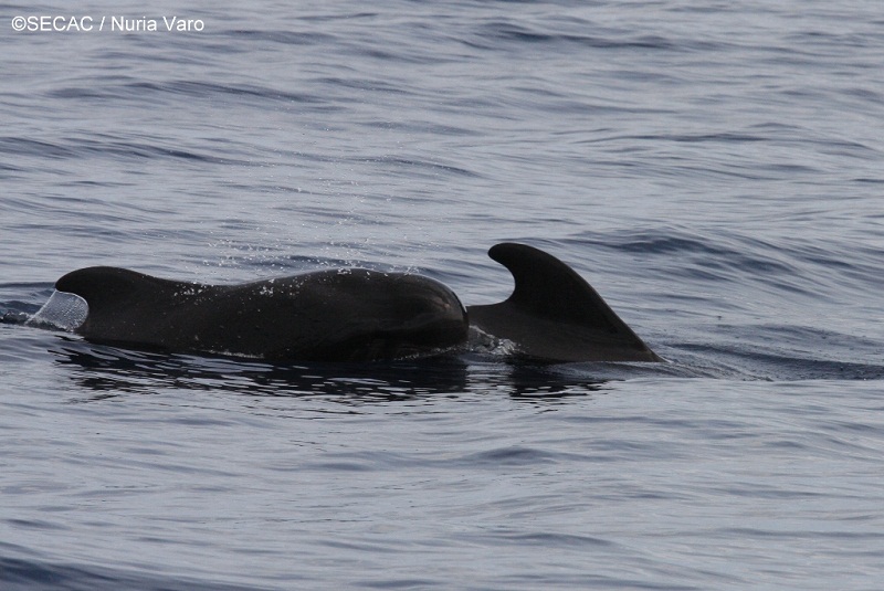 Díada madre-cría de calderón tropical (Globicephala macrorhynchus) ©SECAC