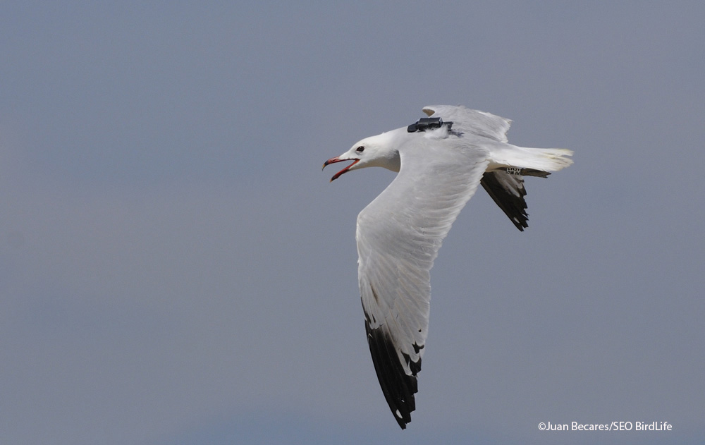 Gaviota de audouin con GPS © SEO Juan Becares