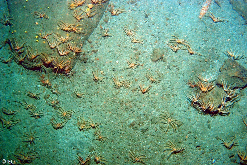 Fondos de roca y sedimentos mixtos situados a 180 m de profundidad en la plataforma externa ©IEO