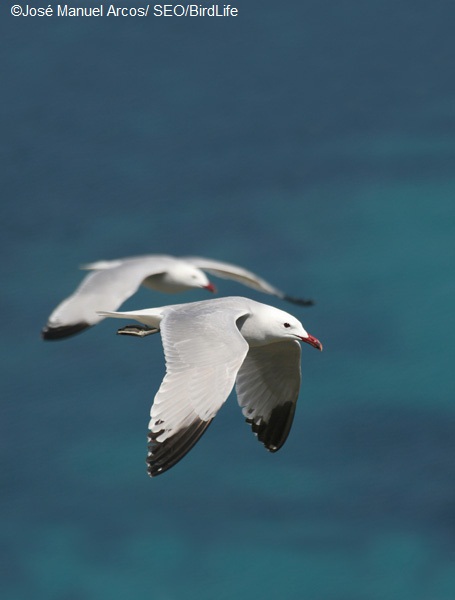 Gaviotas de Audouin, Isla Grosa, Murcia ©José Manuel Arcos/ SEO/BirdLife