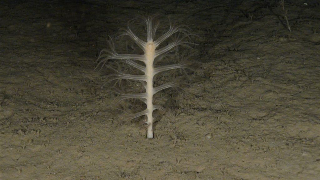 Seco de los Olivos Agosto 2011 © OCEANA