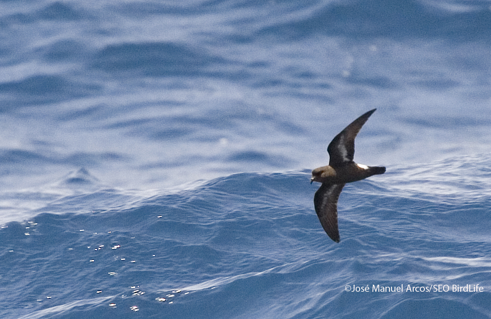 (C) Jose Manuel Arcos