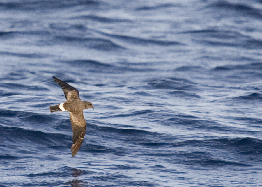 Paiño de Madeira (C) SEO/Jose Manuel Arcos