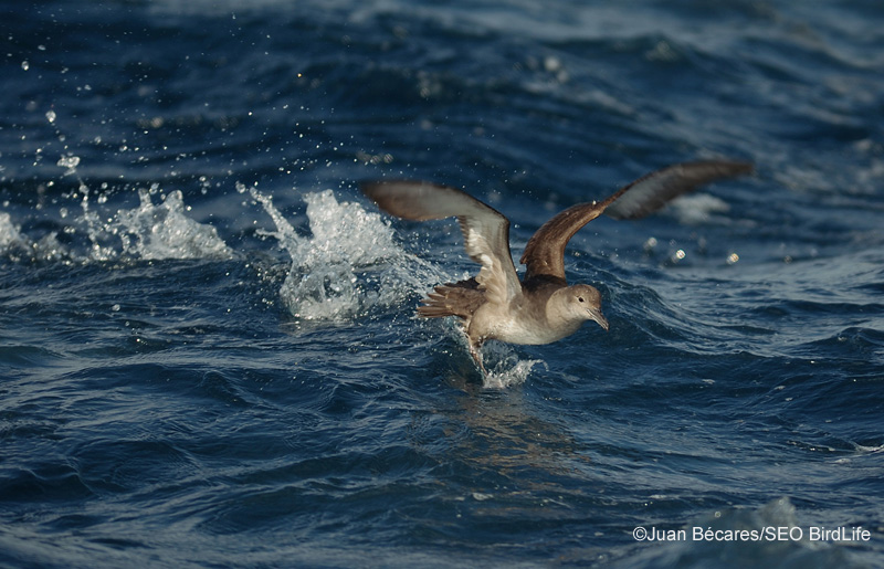 Pardela balear (c) SEO/BirdLife Juan Bécares