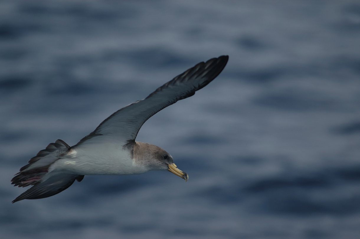 Pardela cenicienta © SEO/BirdLife - Juan Becares
