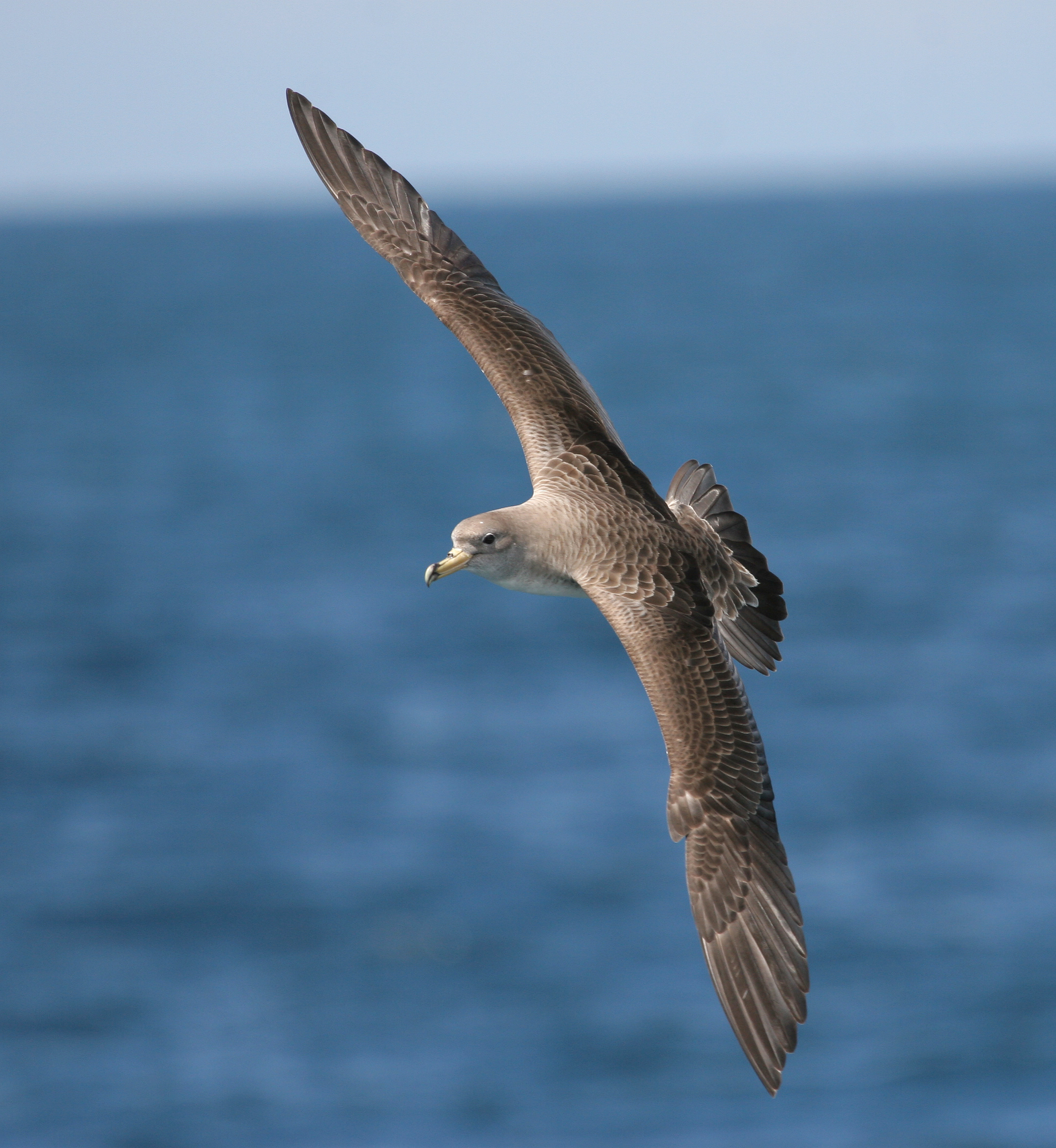 Pardela cenicienta (C) SEO/Jose María Arcos