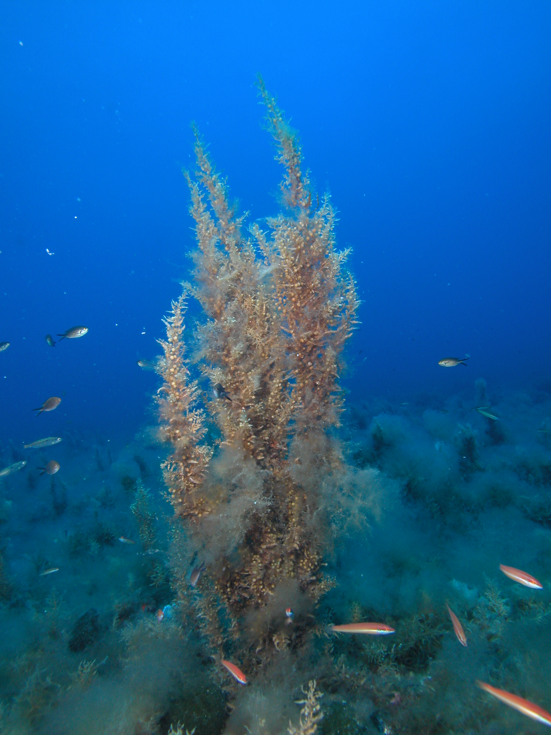 S acinarium (c) UB- Diego K. Kersting