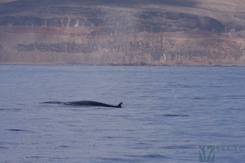 Rorcual tropical (Balaenoptera edeni) ©SECAC