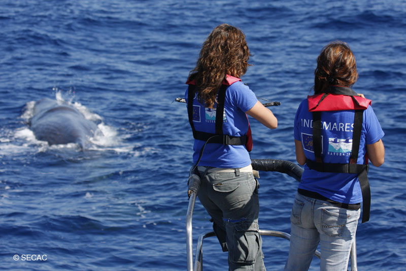 Fotoidentificación de un cachalote (Physeter macrocephalus) © SECAC