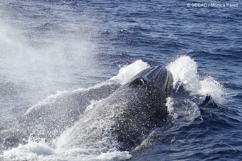 Rorcual tropical (Balaenoptera edeni) saliendo a respirar ©SECAC