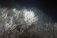 Cañón de Creus © CSIC