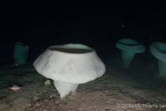 © OCEANA - Thierry Lannoy