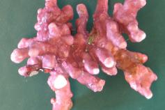 ALGA CALCAREA © IEO