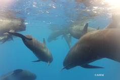 Un grupo de calderones ©Alnitak