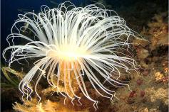 Ceriantario Imagen de un ceriantario en el fondo marino