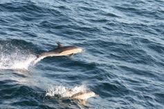 Delfines comunes / Common dolphins (Delphinus delphis) ©CEMMA