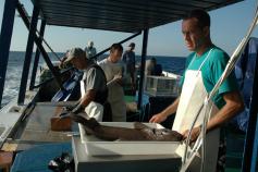 Muestreo de la captura del palangre / Sampling the vertical longline catch ©Sebastián Jiménez Navarro/IEO/INFUECO 1009