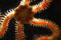 (Amphiuridae) indeterminado ©IEO