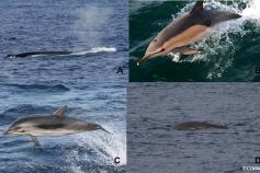 A: rorcual común (Balaenoptera physalus). B: delfín común (Tursiops truncatus). C:delfín listado (Stenella coeruleoalba). D: zifio de Cuvier (Ziphius cavirostris) ©CEMMA