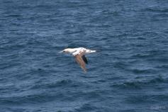 Alcatraz / Gannet (Morus bassanus) ©CEMMA