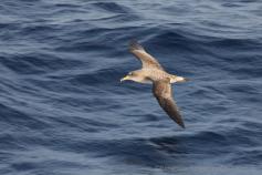 Pardela Cenicienta/Copry's Shearwater (Calonectris diomedea) ©Beneharo Rodriguéz/SEO BirdLife
