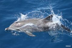 Delfines moteados juveniles (Stenella frontalis) ©SECAC
