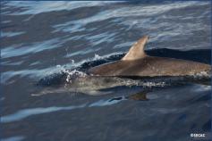 Delfines moteados (Stenella frontalis) ©SECAC