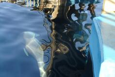 Los dispositivos CPOD en la piscina de los delfines del Oceanográfico / The CPOD device in the dolphin's pool in the Oceanographic ©Alnitak