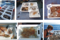 Fotos de diferentes etapas del proceso de triado ©IEO