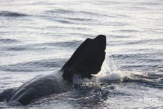 Exhibiciones observadas de un cachalote (Physeter macrocephalus) ©SECAC