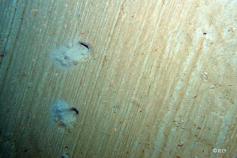 Sedimentary bottoms located at 580m deph in the edge of the platform between Avilés and El Corbiro canyons ©IEO