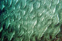 Sedimentary bottoms with strong ripples presence ©IEO