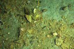 Imagen tomada por el VOR en la cumbre del volcán de fango Gazul (370 metros de profundidad), en la que se observan los fragmentos de costras carbonatadas que son la prueba de la actividad de las bacterias consumidoras de metano expulsado por el volcán © I