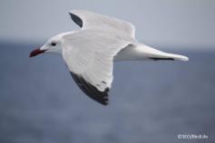 Gaviota de Audouin (Larus audouinii) ©SEO/BirdLife