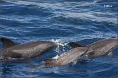 Grupo de madres con crías de delfines moteados (Stenella frontalis) ©SECAC