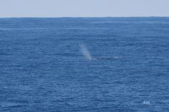 Uno de los cachalotes que tuvimos la suerte de avistar © IEO