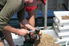 El especialista e Bentos, Dr. José Luis Rueda Ruiz, inspecciona uno de los enlosados que salido cubierto de esponjas ©IEO