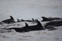 Manada de (Tursiops truncatus) ©CEMMA