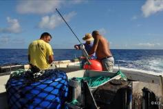 Vertical bottom longlines maneuvers ©IEO